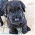 Giant Schnauzer health recommended screening - litter eye screening