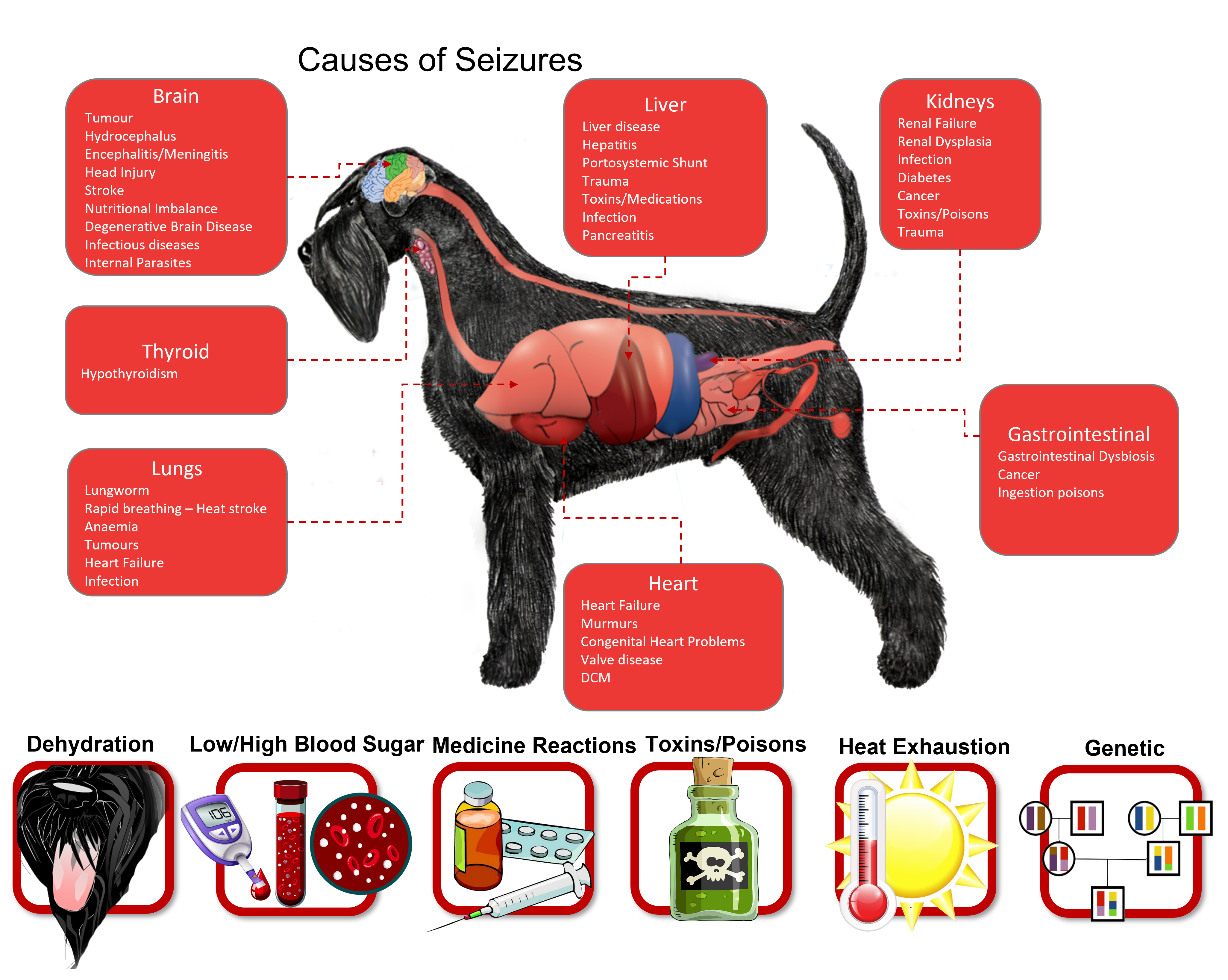 what vitamin deficiency causes seizures in dogs